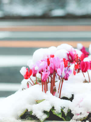 粉紅色仙客來花在窗台的雪下盛開。