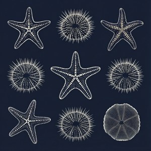 深藍色背景上以白色線條藝術呈現嘅海星同海膽合集。