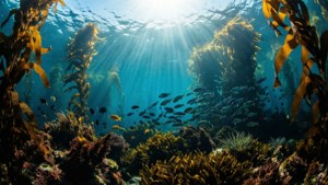 陽光穿過海藻森林，魚群在珊瑚和海藻間游動。 — macOS Big Sur 壁紙