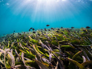 陽光透過海水過濾，照射在海草田上，小魚在游動。