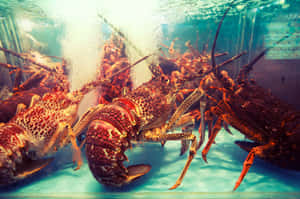 紅色龍蝦在清澈的藍色水族箱中游動，氣泡升起。