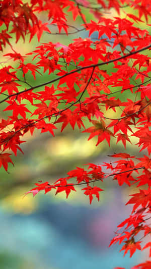 樹枝上明亮的紅色楓葉，帶有柔和的綠色和藍色背景。