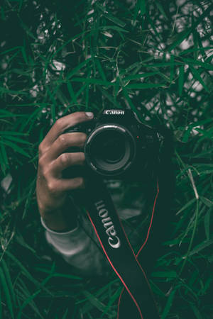 手拿著Canon相機，被綠色竹葉包圍。
