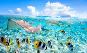 魟魚和熱帶魚在晴朗的天空下在清澈的藍色海水中游泳。