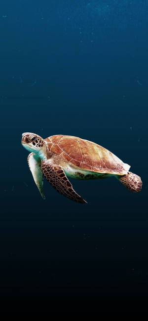 海龜在深藍色海洋中游泳