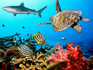 色彩繽紛的珊瑚礁，有海龜、條紋魚和鯊魚在頭頂游過。