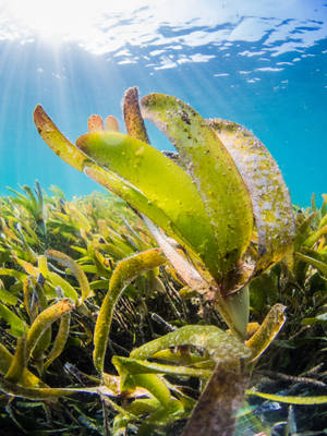 陽光透過海水照射在搖曳的海草上。 — 植物 壁紙