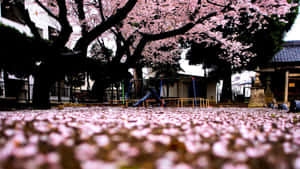 粉紅色的櫻花花瓣覆蓋著盛開樹木下寧靜的日本公園的地面。