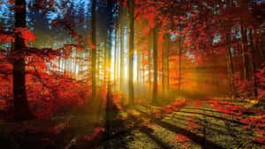 陽光透過紅色秋樹，在森林小徑上投下金色光束。 — 森林景色 壁紙