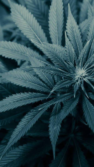 大麻植物特寫，鋸齒狀葉片，冷藍色調。