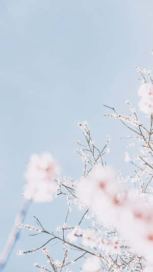 粉紅色的櫻花在清澈的藍天中輕輕飄浮。 — 白色美學gif 壁紙
