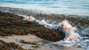 黃金時刻，海浪拍打著佈滿海藻的海灘。 — 暮光 壁紙