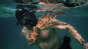 浮潛者與章魚在清澈海水中同游。 — 水下 壁紙