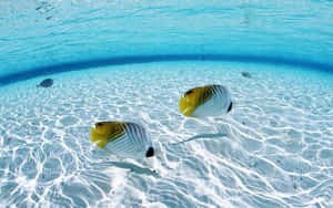 兩條色彩繽紛的蝴蝶魚在沙質海床上游動，陽光透過海水照射下來。