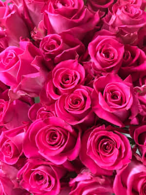 密集排列的紫紅色玫瑰，花瓣細節豐富。 — 美學 壁紙