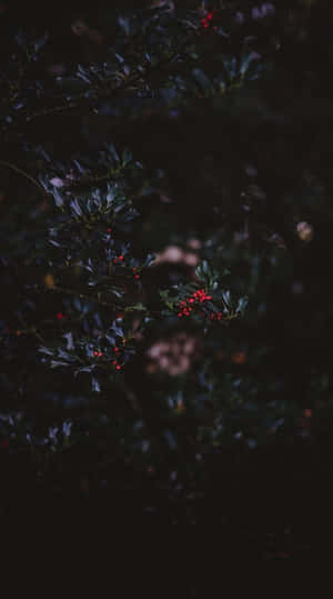 陰暗森林中帶有紅色漿果的深色冬青樹枝。 — 秋天 壁紙