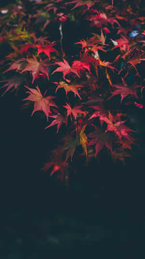 秋季紅色楓葉在深色背景下閃耀的特寫。 — 秋天 壁紙