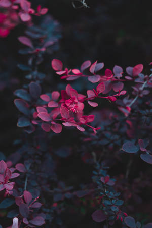 陰影花園中發光粉紅色葉子的特寫 — 粉紅花朵 壁紙