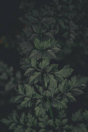 深綠色多葉植物莖幹，背景模糊。
