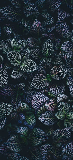 植物 iPhone — 銀河A57 壁紙