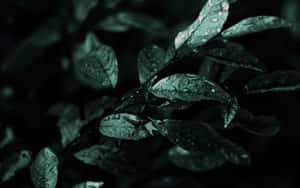 潮濕葉片的特寫，雨滴在昏暗燈光下發光。 — 風景動圖 壁紙
