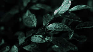 雨淋葉片的特寫，粉紅色斑點在昏暗光線中發光。 — 深綠色 壁紙