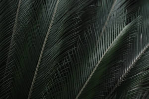 在陰鬱的熱帶環境中，帶有詳細葉脈的深綠色蘇鐵葉。 — 棕櫚樹 GIF 壁紙