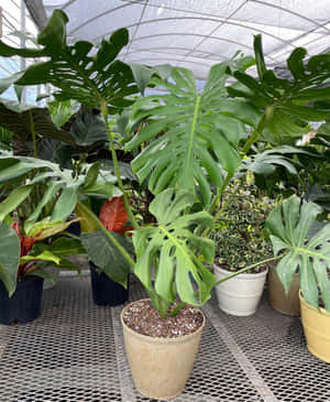 盆栽龜背竹植物，在溫室環境中帶有大型綠色葉片。