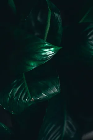 深綠色光澤葉子的特寫,在陰影中有柔和的高光。