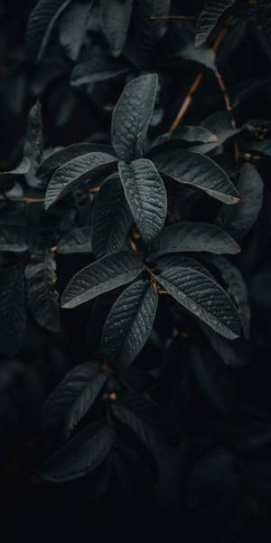 在陰暗環境中，深色光澤葉片帶有可見葉脈的特寫 — 綠色動態圖 壁紙