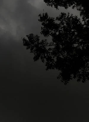 黃昏時分，深色樹枝在暴風雨般的灰色天空襯托下形成剪影。