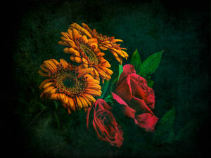 橙色非洲菊和紅玫瑰的靜物，深色紋理背景