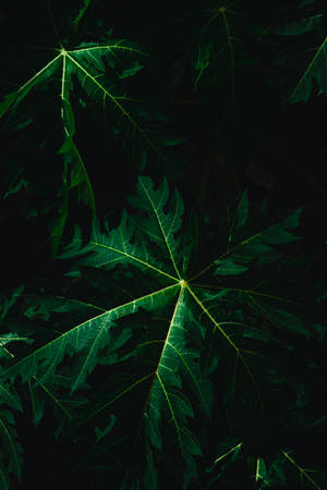 特寫發光的綠色木瓜葉，葉脈在黑色背景下發亮。