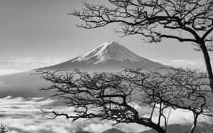 透過光禿的樹枝看到富士山在雲海之上