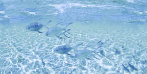 銀色魚兒在清澈的淺碧綠海水中游動，帶有陽光圖案。