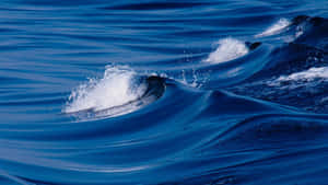 強勁的海浪拍打深藍色海水，激起白色泡沫。 — 海浪 壁紙