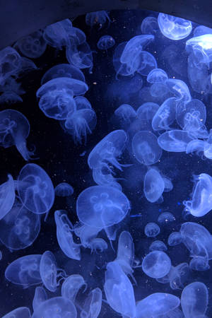 藍色水母在黑暗水中漂浮，帶有發光觸手 — 水母 GIF 壁紙