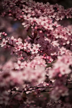 模糊背景下，樹枝上粉紅色櫻花的特寫。