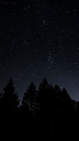 星空夜空下的黑暗松樹輪廓。