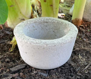 一個灰色混凝土花盆在花園土壤中，靠近香蕉植物。 — 植物 壁紙