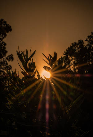 夕陽的光線穿過深色熱帶植被，產生發光的星爆效果。