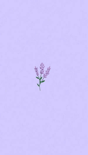 淺紫色背景上的小薰衣草花插圖。