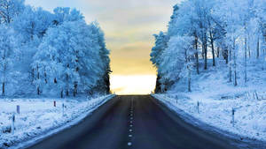 積雪的道路兩旁是結霜的樹木，通往金色的日落。