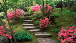 在寧靜的日本花園中，一條石徑穿過盛開的粉紅色杜鵑花。