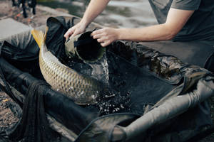 人將水倒在網袋中的捕獲魚上。 — 美食 壁紙