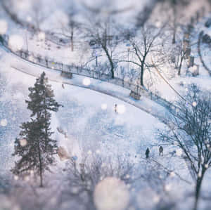 白雪覆蓋的公園小徑，人們在藍色冬日天空下穿梭於光禿禿的樹木之間。