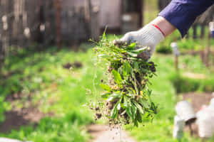 戴著園藝手套的手從花園土壤中拔出雜草。