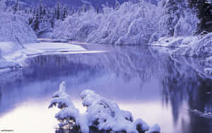 積雪覆蓋的樹木在藍天下倒映在平靜的冬日河流中。