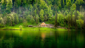 綠樹背景