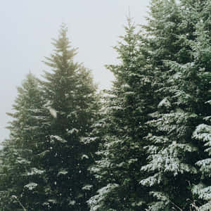 寧靜冬日森林場景中積雪的常綠樹。 — 湖景 壁紙